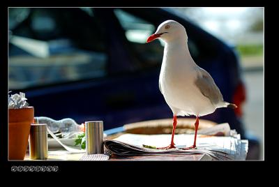 DSC_0675a.jpg