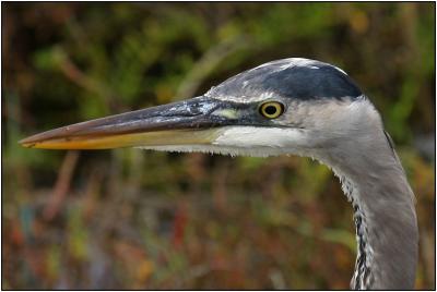 Great Blue Heron (closeup)