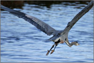 Great Blue Heron