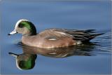 American Wigeon