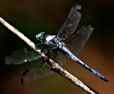 DragonflySharp.jpg