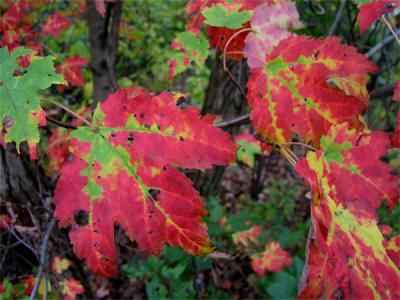 u6/anayv/medium/35318109.eRedFallcolorsS70IMG.jpg