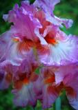 Orchid Iris
