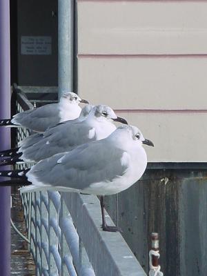 SeagullPals.jpg