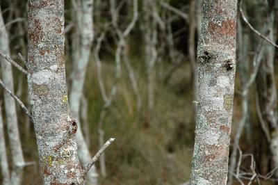 Lichen 3