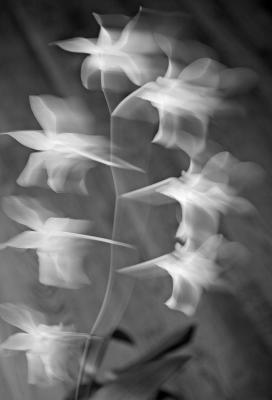 Orchid