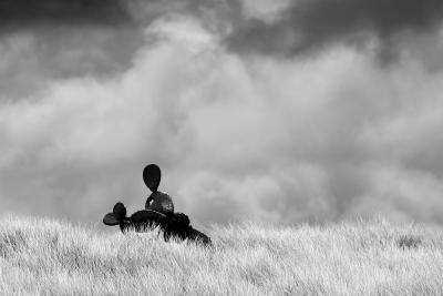 Cactus, Waimea
