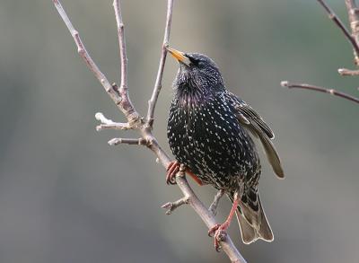 Starling singing