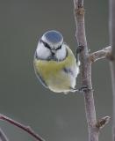 Curious Blue Tit