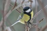 Great tit