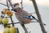 What jays eat (apples!)