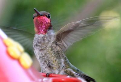 Humming Bird, Tamron 90mm f2.8 Macro