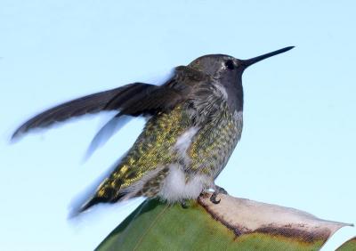 Humming Bird, Tamron 90mm f2.8 Macro