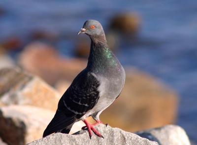 pigeon, Canon 75-300mm IS USM