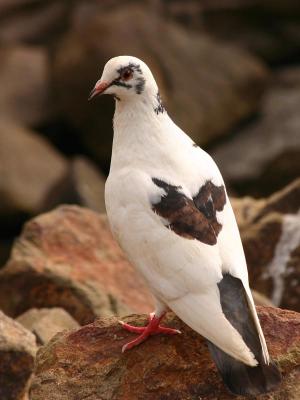 White Pigeon, Canon 75-300mm IS USM