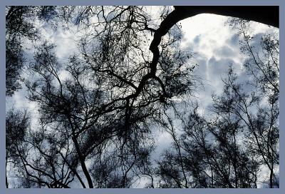 branches.jpg