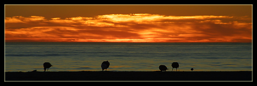 birds fr2.jpg