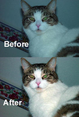 Cat-before-after-1.jpg - applying auto levels in Photoshop.