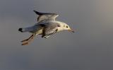 Juvenile Black Headed Gull