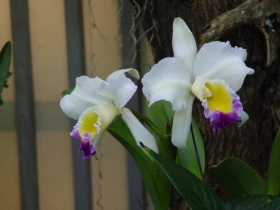 Bamboo Orchid