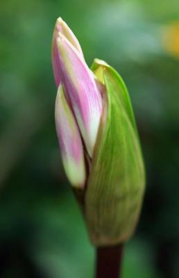 amaryllis bud.jpg