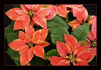Poinsettias
