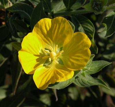 yellowflower10-24-02.jpg