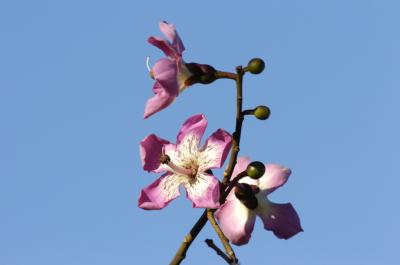 u6/baja_traveler/medium/37680881.ChorisiaSpeciosa.jpg