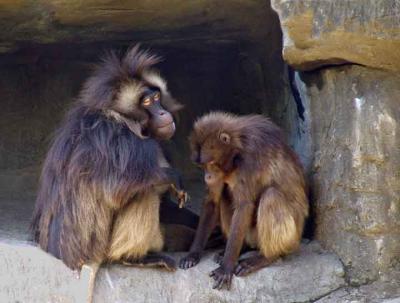 baboonsDSC04765.jpg