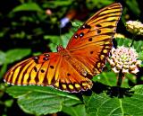 butterflyorangeDSC04915.jpg