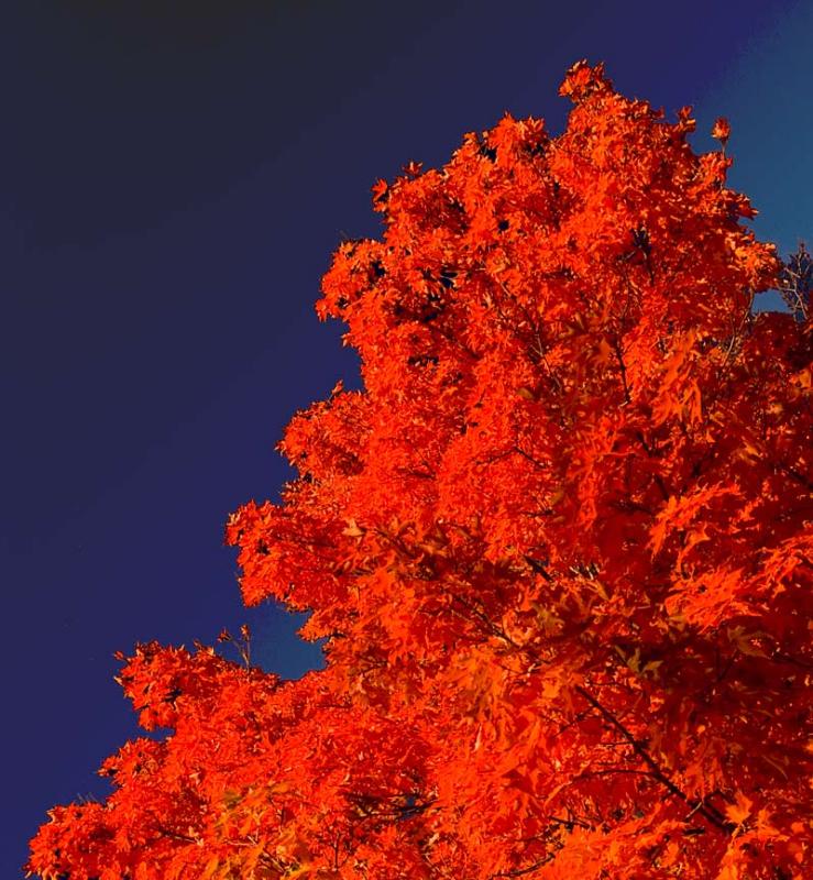 Really Red Tree