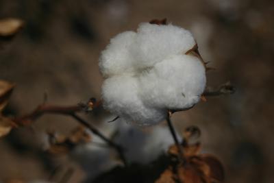 Cotton Picking Time