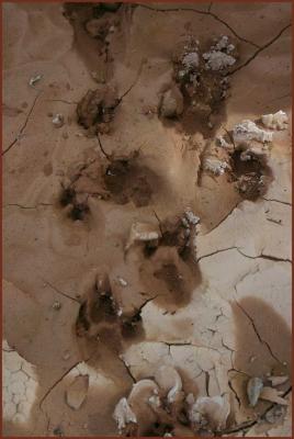 u6/bearpaw/medium/37786196.footprints.jpg