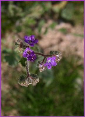 u6/bearpaw/medium/37786211.purple_flowers.jpg