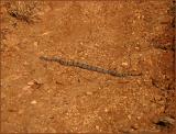 Banded Rock Rattlesnake