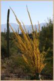 Autumn Ocotillo