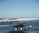 Gull Dance in the Kelp