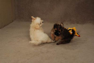 Oct20a_04_115.JPG