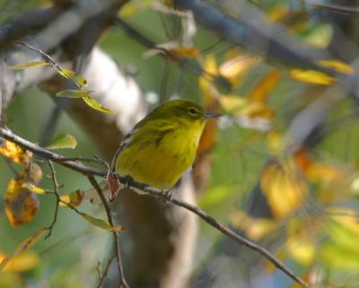 Pine Warbler-2