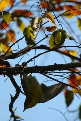 Pine Warbler-3