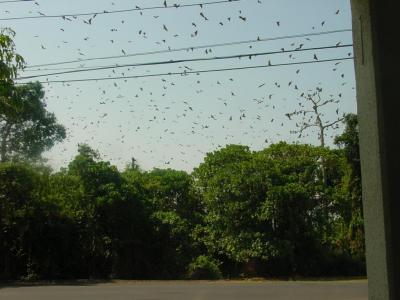 Bats flying - Bat Kingdom - Subic (shot from the house)