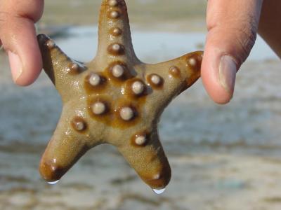 starfish I got during low tide