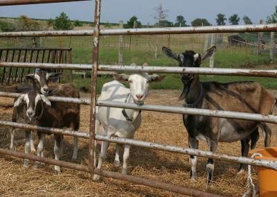 goats5707.jpg