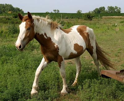 horse5717.jpg