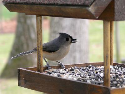 wTufted Titmouse2.jpg