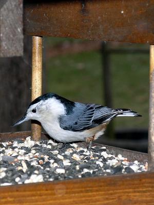 wBird Nuthatch1.jpg