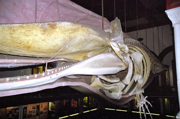 Sperm whale, Bishop Museum