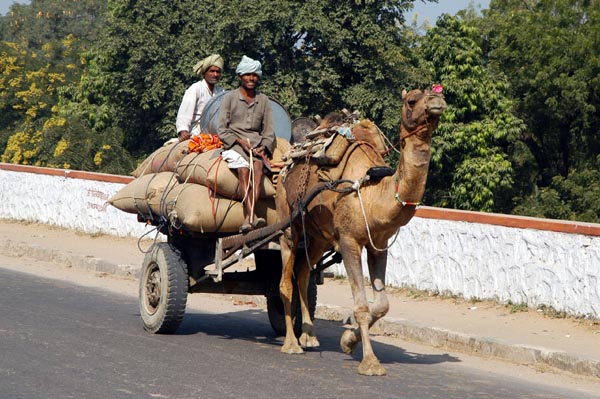 Lots of camel carts in Rajasthan