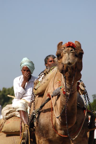 Camel cart following my horse cart