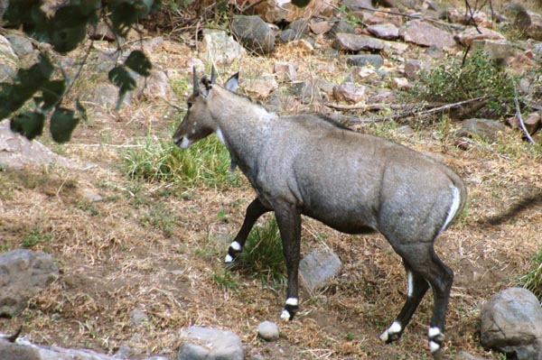 Nilgai (Boselaphus tragocamelus), also known as Blue Bull Antelope, is the largest species of antelope in Asia